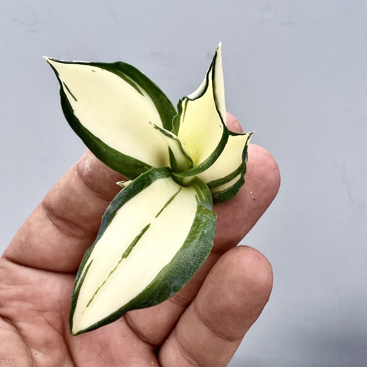 C44 特選 アガベ 多肉植物 テキーラ 波の葉オウムのくちばし‘Agave desmetiana’ 激レア！ 黄中斑 極上株 入株 2株同梱の画像5