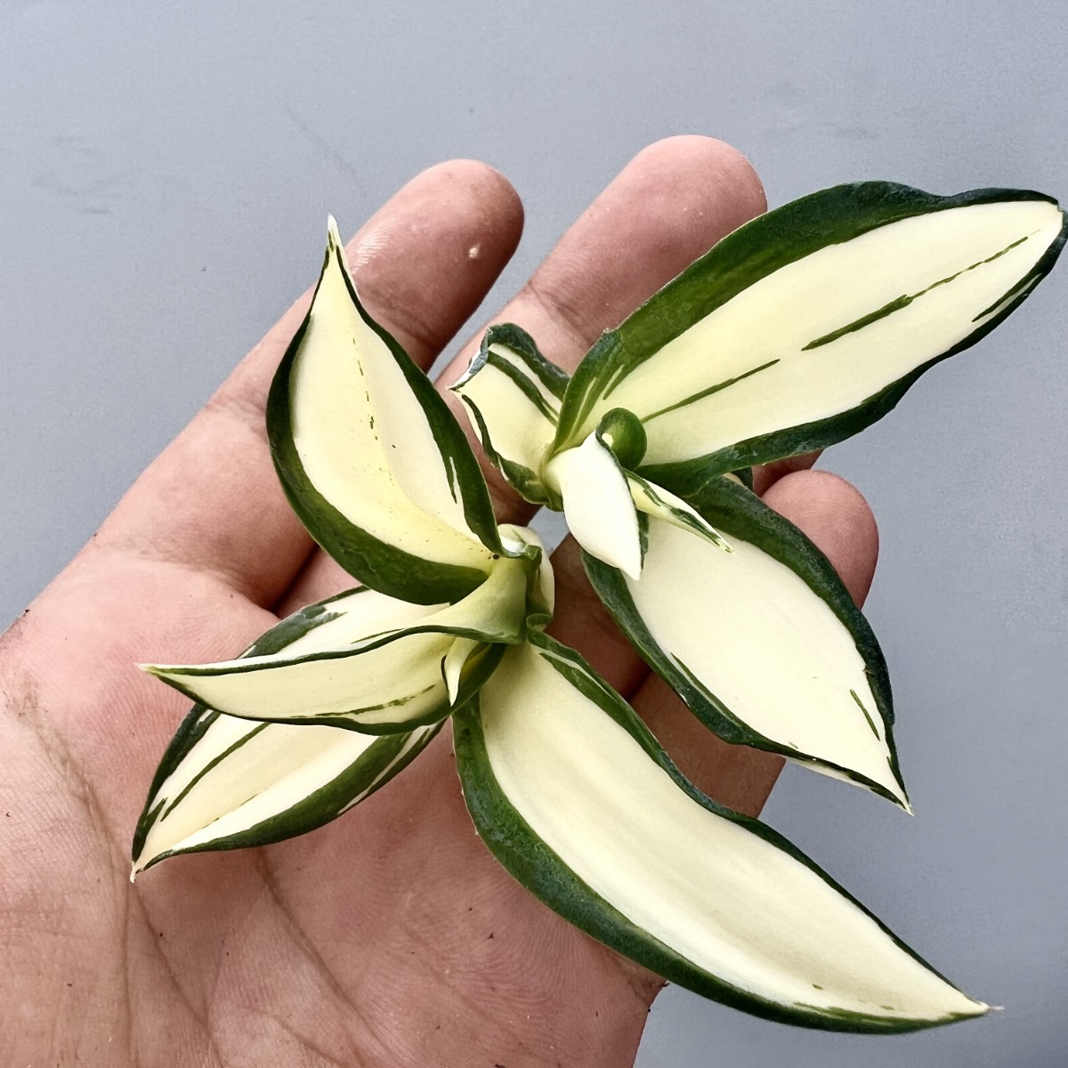 C44 特選 アガベ 多肉植物 テキーラ 波の葉オウムのくちばし‘Agave desmetiana’ 激レア！ 黄中斑 極上株 入株 2株同梱の画像1