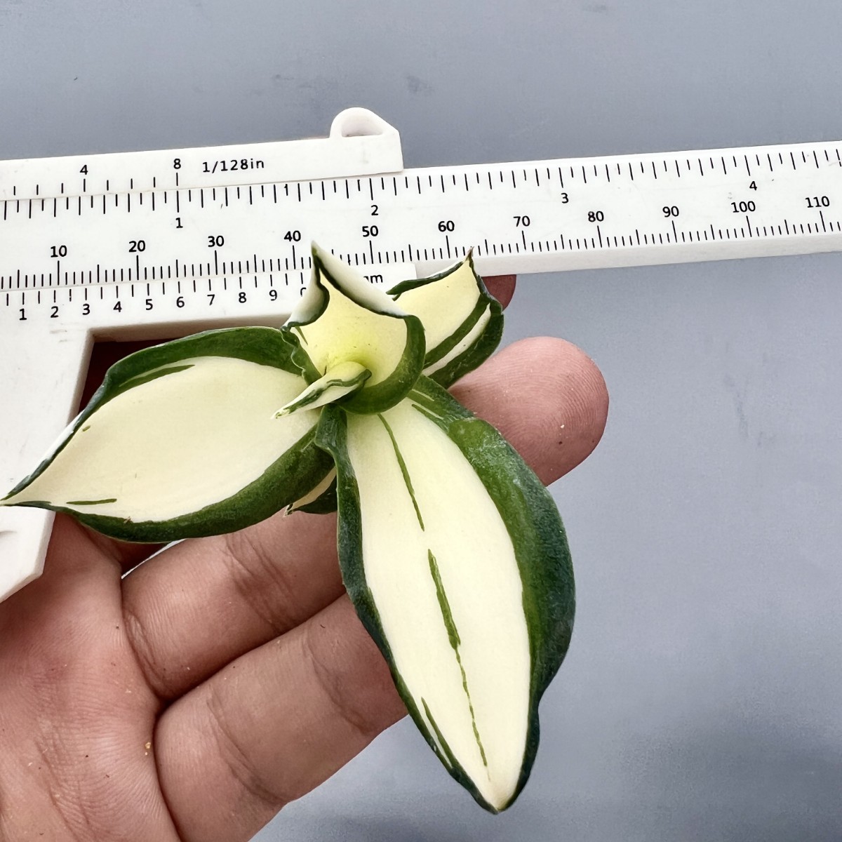 C44 特選 アガベ 多肉植物 テキーラ 波の葉オウムのくちばし‘Agave desmetiana’ 激レア！ 黄中斑 極上株 入株 2株同梱の画像10