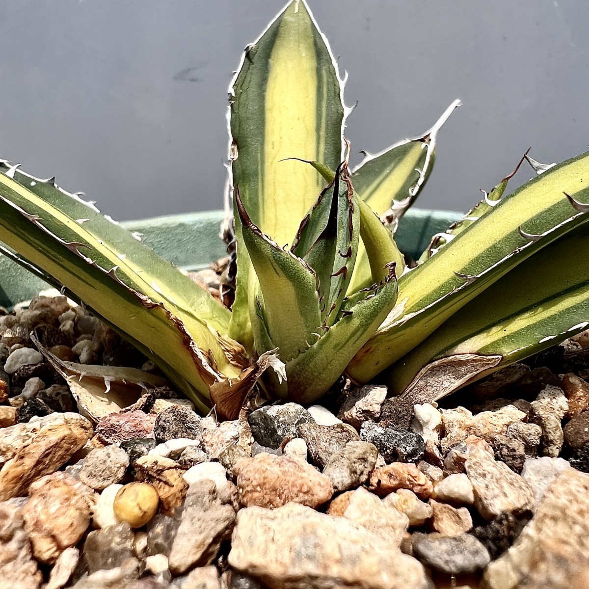 O40 多肉植物アガベ ホリダ horrida 特殊錦 希少錦 鮮明錦 黄中斑-
