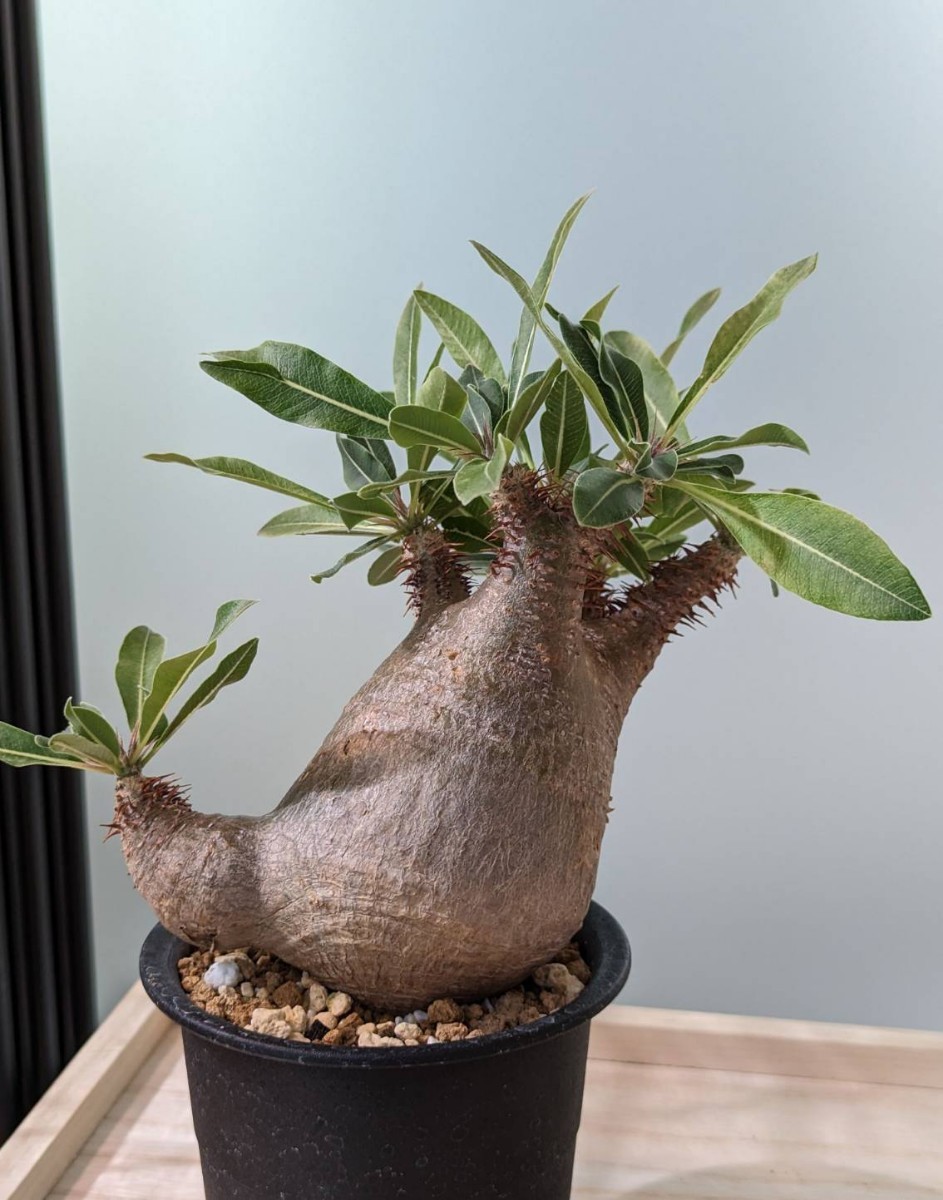 発根済 パキポディウム マカイエンセ Pachypodium makayense 塊根植物