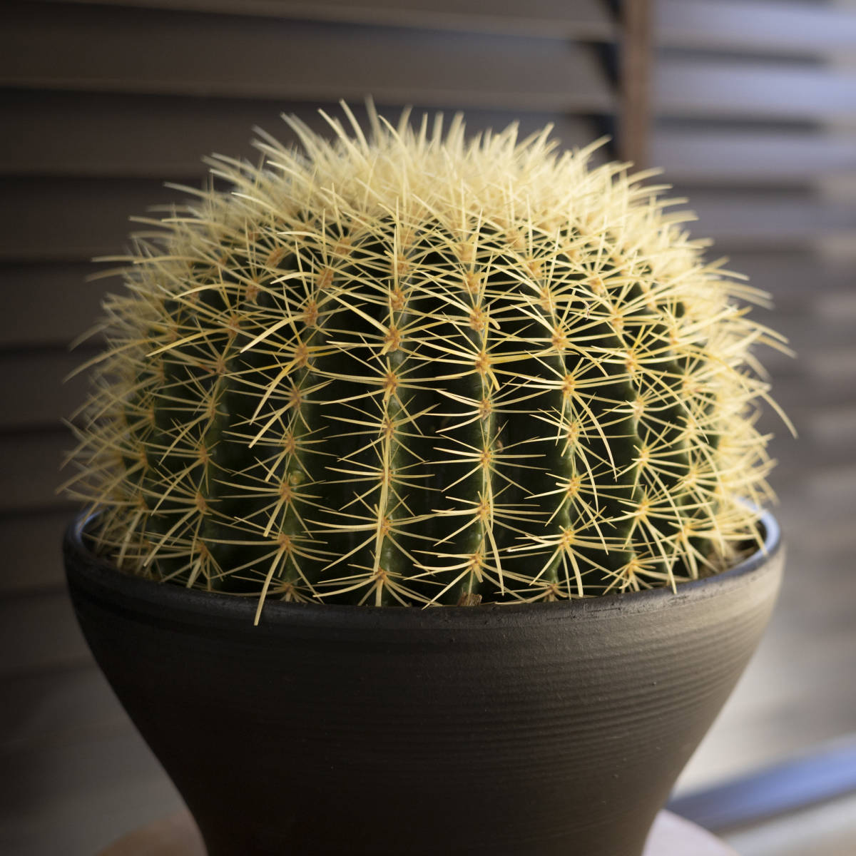 30cm】発根済 金鯱 サボテン 特大サイズ 10号 金シャチ 観葉植物 30cm】発根済 金鯱 サボテン 特大サイズ 10号 金シャチ 観葉植物