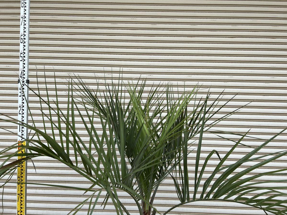ココスヤシ シルバーリーフ ヤシの木 ヤシ 庭木 植木 庭 ココスヤシ シルバーリーフ ヤシの木 ヤシ 庭木 植木 庭