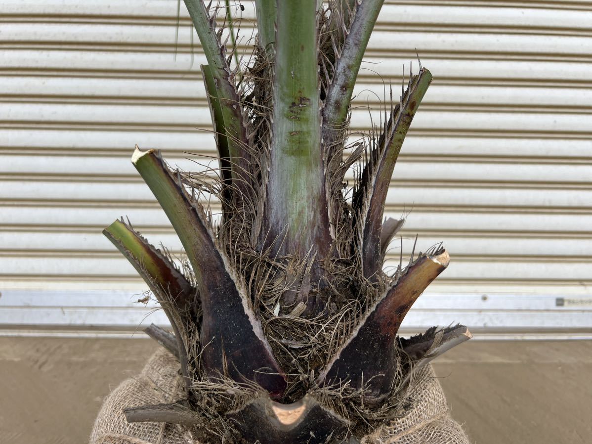 ココスヤシ シルバーリーフ ヤシの木 ヤシ 庭木 植木 庭 ココスヤシ シルバーリーフ ヤシの木 ヤシ 庭木 植木 庭