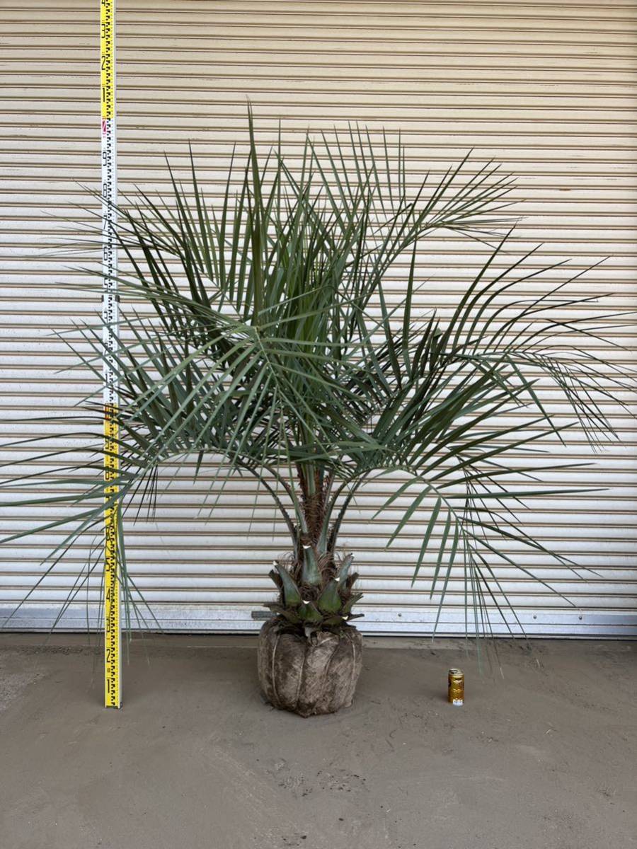 ココスヤシ シルバーリーフ 形状良 幹太 ヤシの木 ヤシ 庭木 植木 庭
