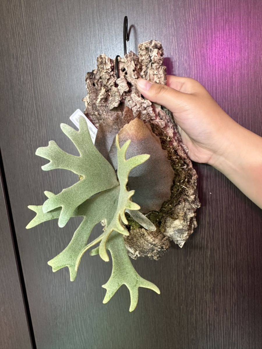 P. willinckii 'Jade Girl' sporeling ビカクシダ ウィリンキー