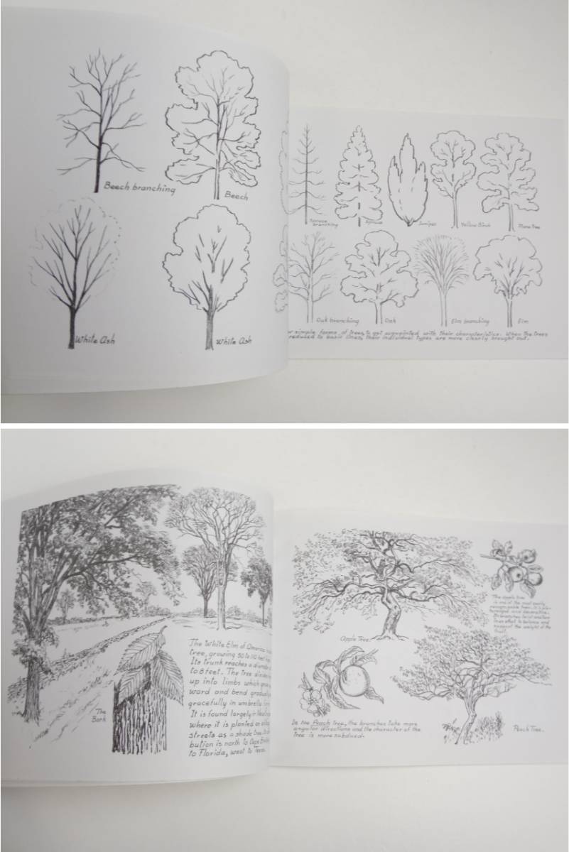 【英語】木　描き方★Drawing Trees★洋書［23］_画像2