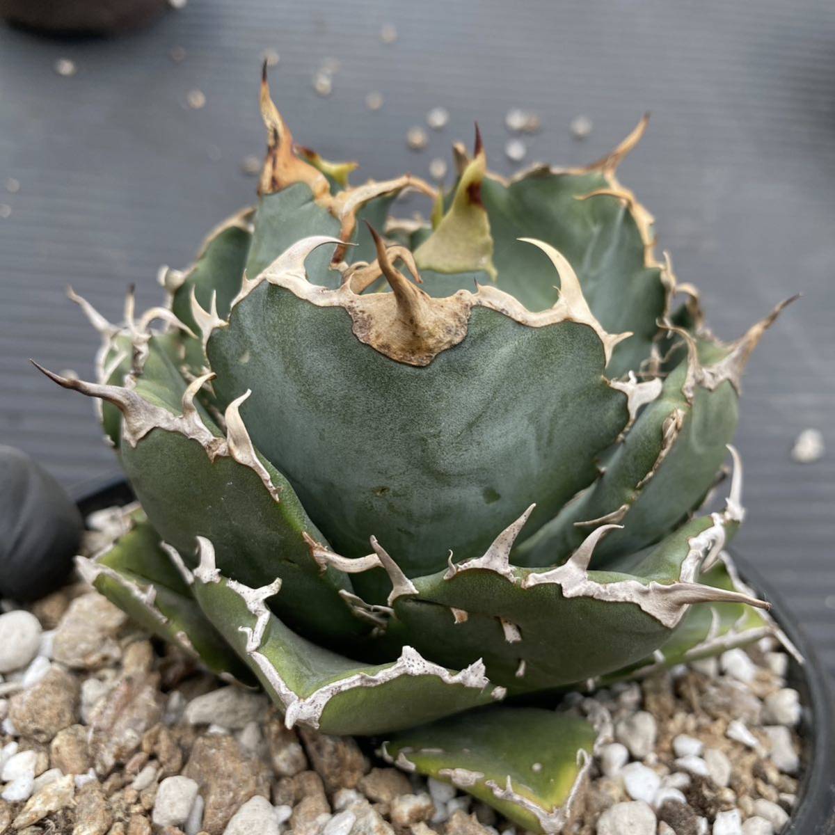 多肉植物 アガベ チタノタ 白鯨 極美株 大株 発根済 | alfasaac.com