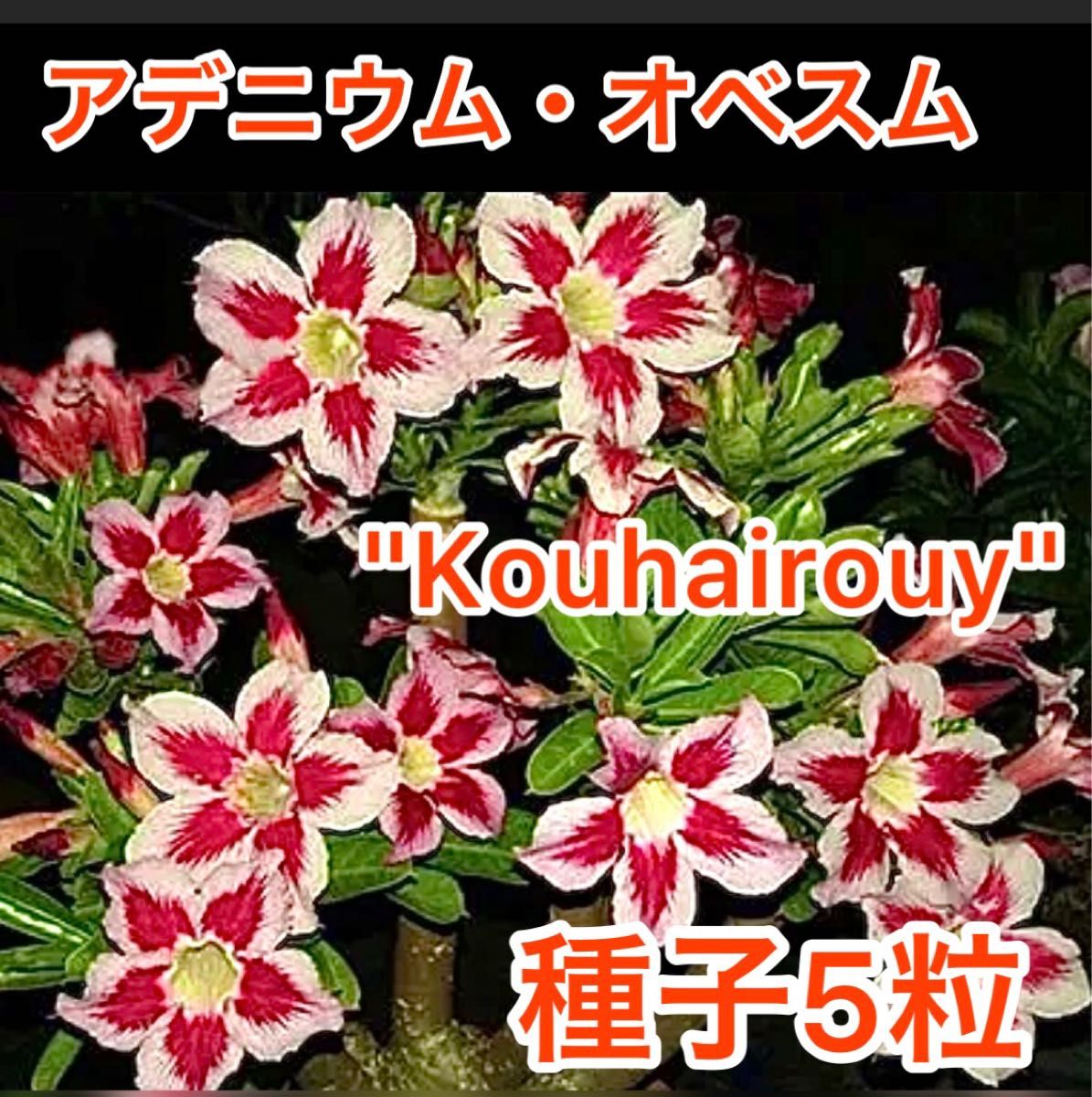 アデニウム・オベスム　"Kouhairouy"  種子5粒