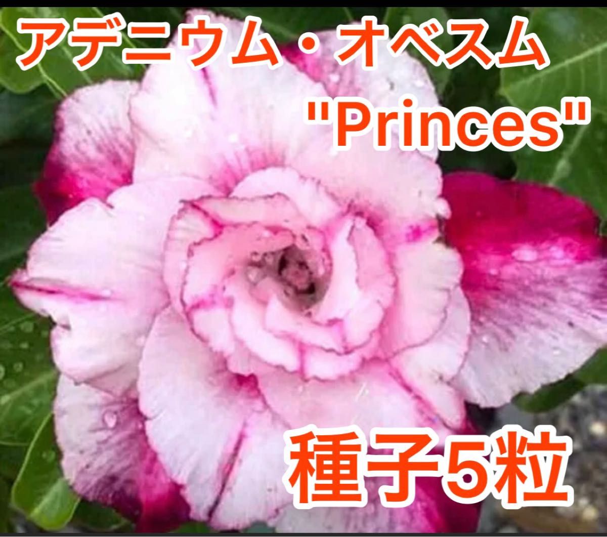 アデニウム・オベスム  "Princes" 種子5粒