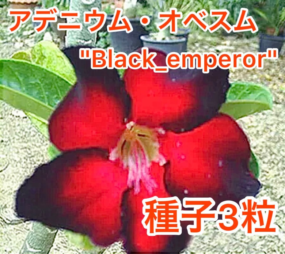 アデニウム・オベスム　"Black_emperor"  種子３粒