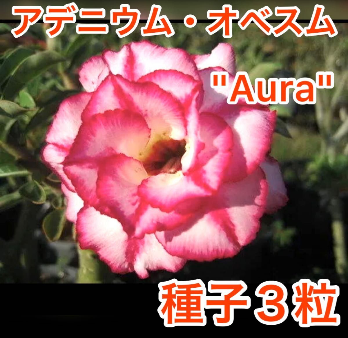 アデニウム・オベスム　"Aura" 種子３粒