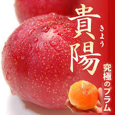 プラム★貴陽★最高級すもも 普通の3倍の巨大果実★甘みと酸味のバランスよいの画像1