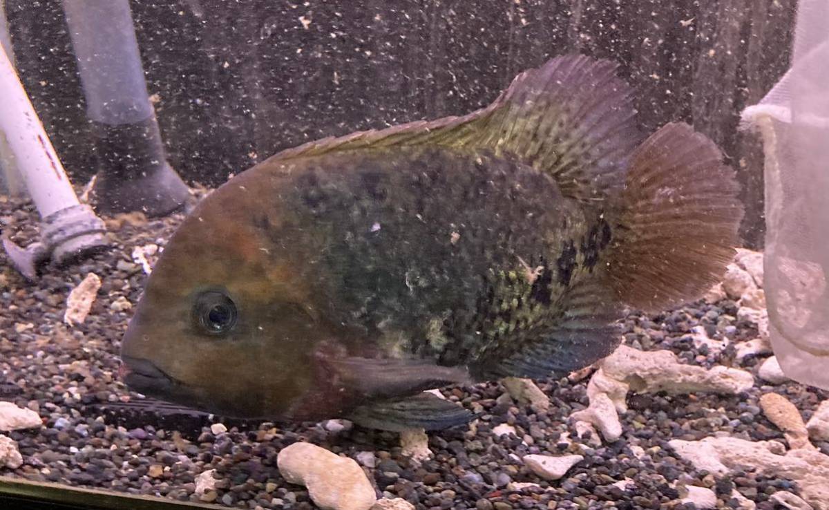 ☆大特価NO.6☆ ☆Synspilum Cichlid (Vieja melanura)レッドヘッドシクリッド☆極美☆梱包無料_画像3