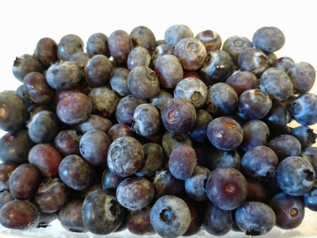 2023 year production freezing blueberry Saitama prefecture Kawagoe city production 8kg processing for jam etc. 