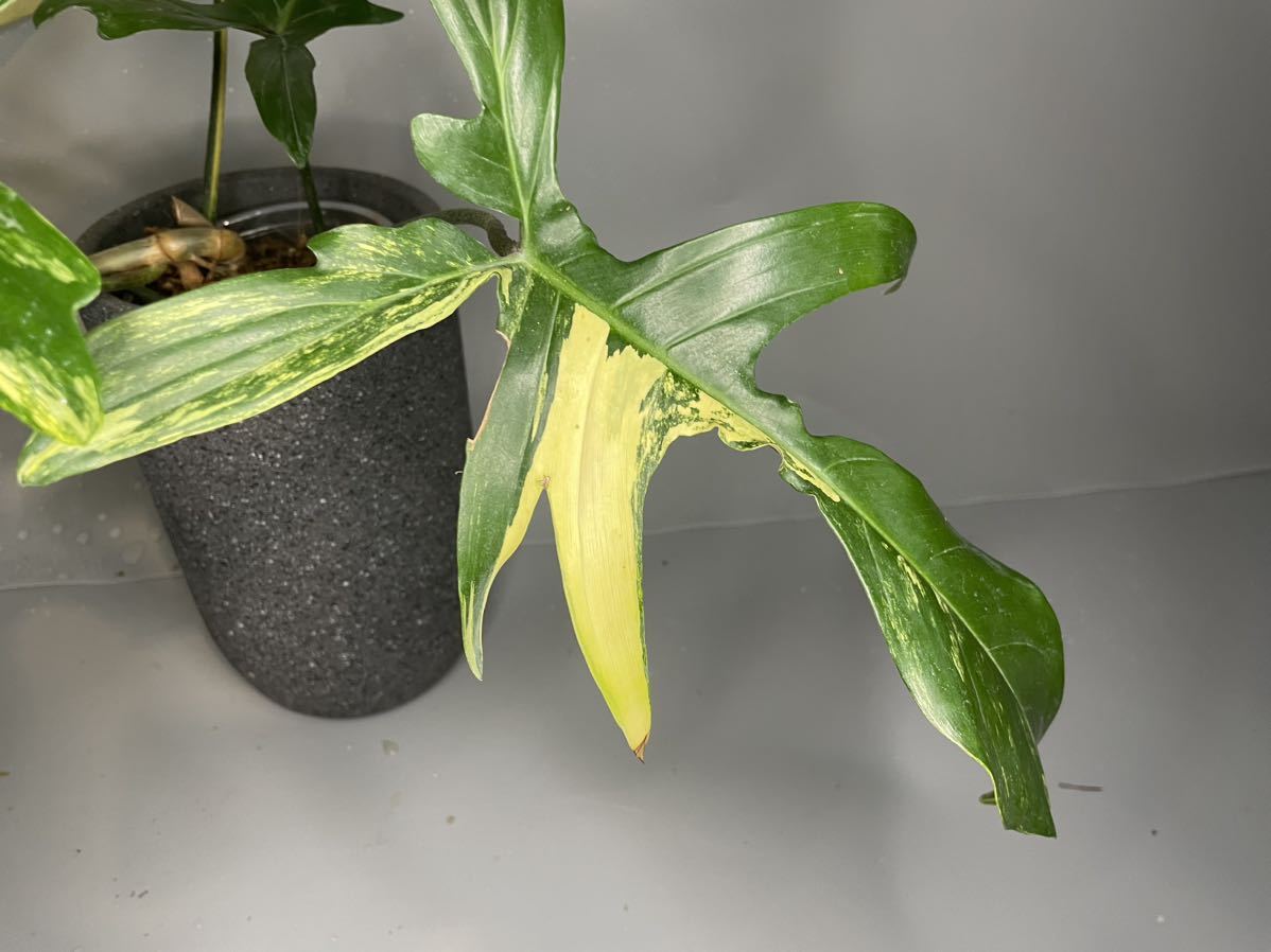 16」フィロデンドロンフロリダビューティー斑入り philodendron 16」フィロデンドロンフロリダビューティー斑入り philodendron