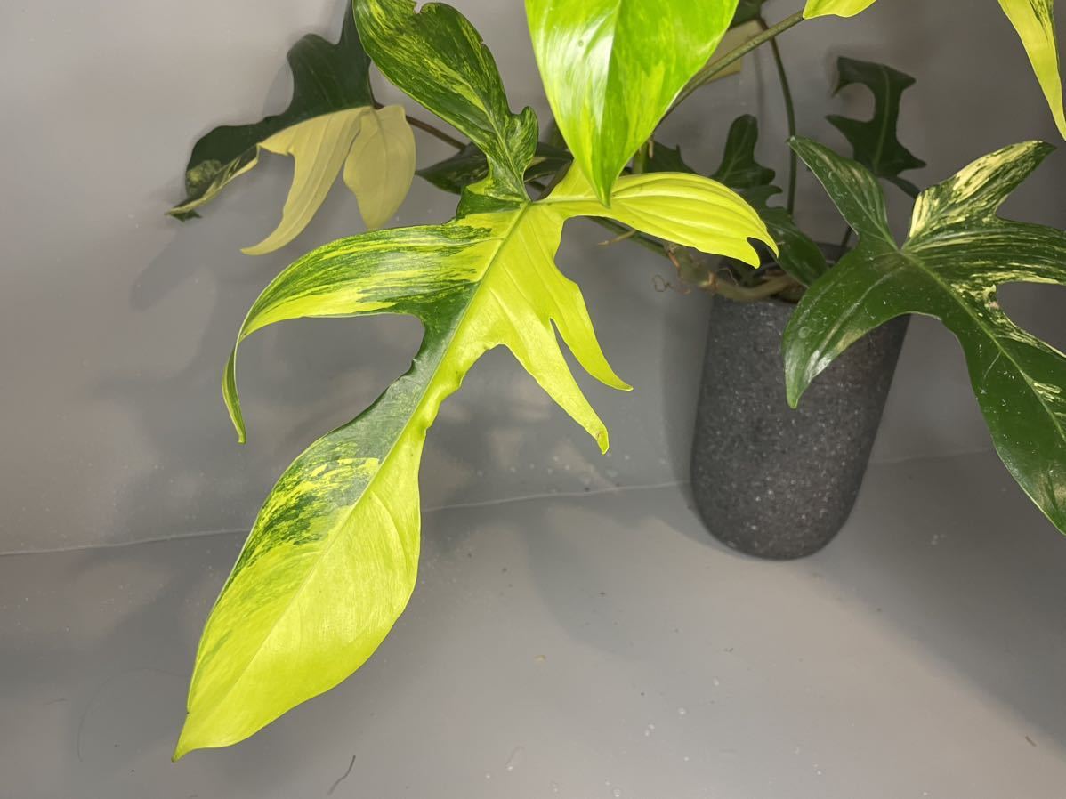 16」フィロデンドロンフロリダビューティー斑入り philodendron 16」フィロデンドロンフロリダビューティー斑入り philodendron