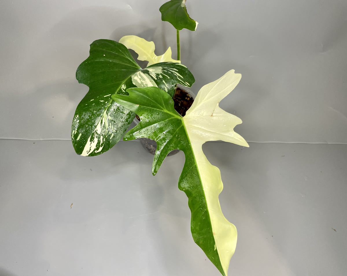 レア！Philodendron Golden dragon variegated フィロデンドロン ゴールデンドラゴン斑入り