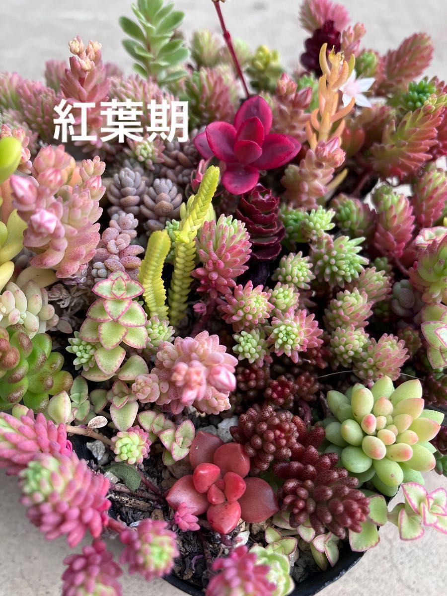販売のため 多肉植物 セダム 斑入りパリダム&斑入りタイトゴメ 10