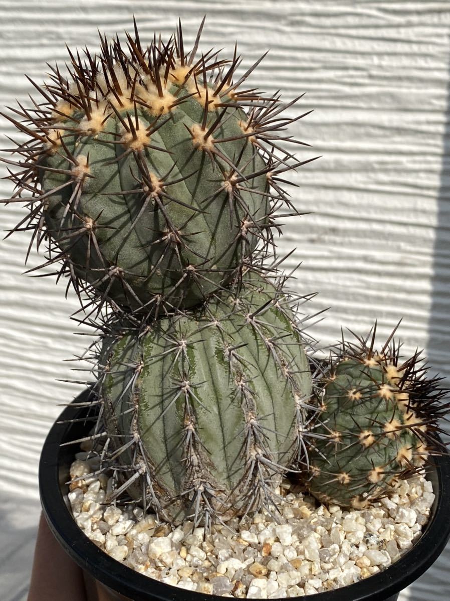 Copiapoa aureispina コピアポア オウレイスピナ 自根 サボテン 検)黒