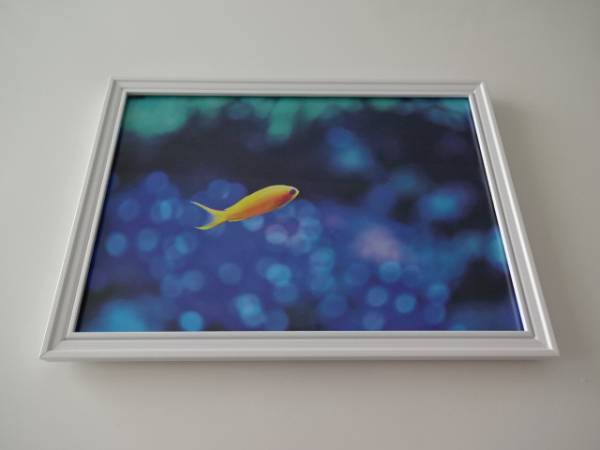アートフレーム§A4額(選択可)写真ポスター付§熱帯魚・魚・海・ブルー・青・黄_画像1