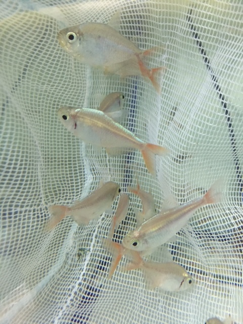 * prompt decision * Colombia red fins Tetra 10 pcs set tropical fish kalasin