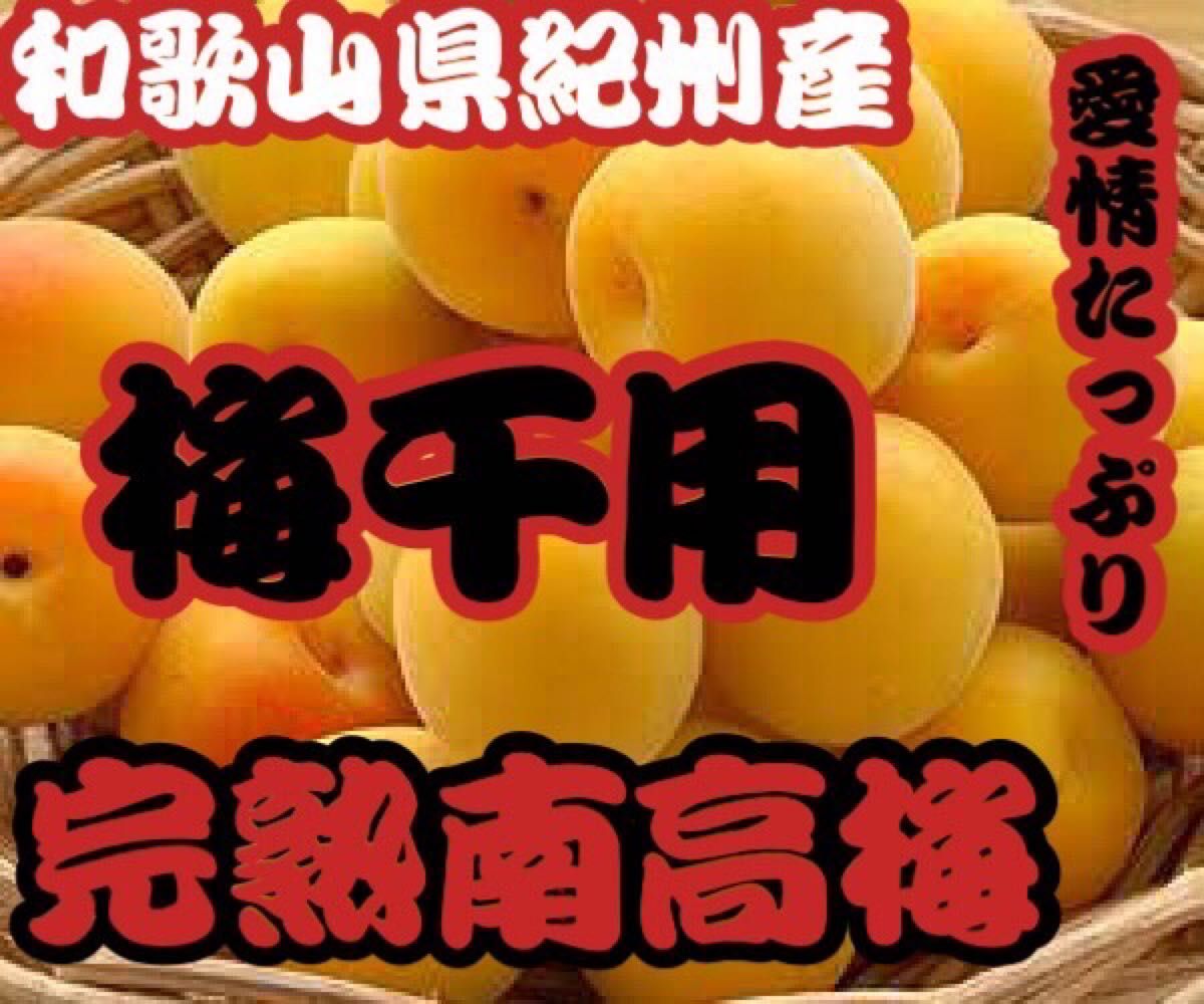 55％以上節約 和歌山県 紀州産 特別栽培 中熟梅~完熟南高梅 生産者直送 10kg