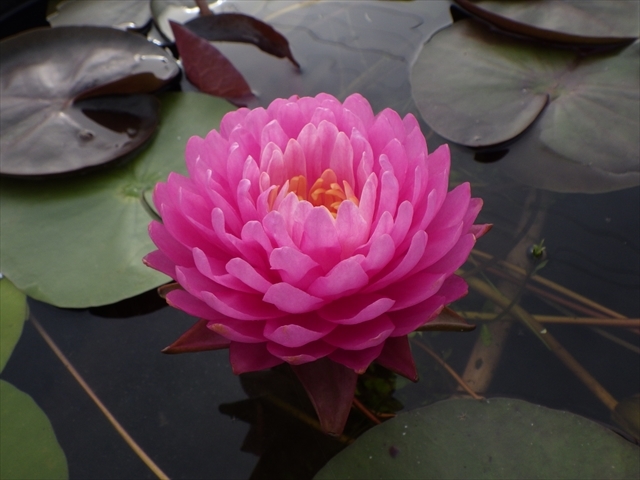 今月限定/特別大特価 水生植物 温帯睡蓮 黄花 1ポット 黄花 ヒメスイレン ヘルボラIB化成(バーティーラージ)10g入り2袋
