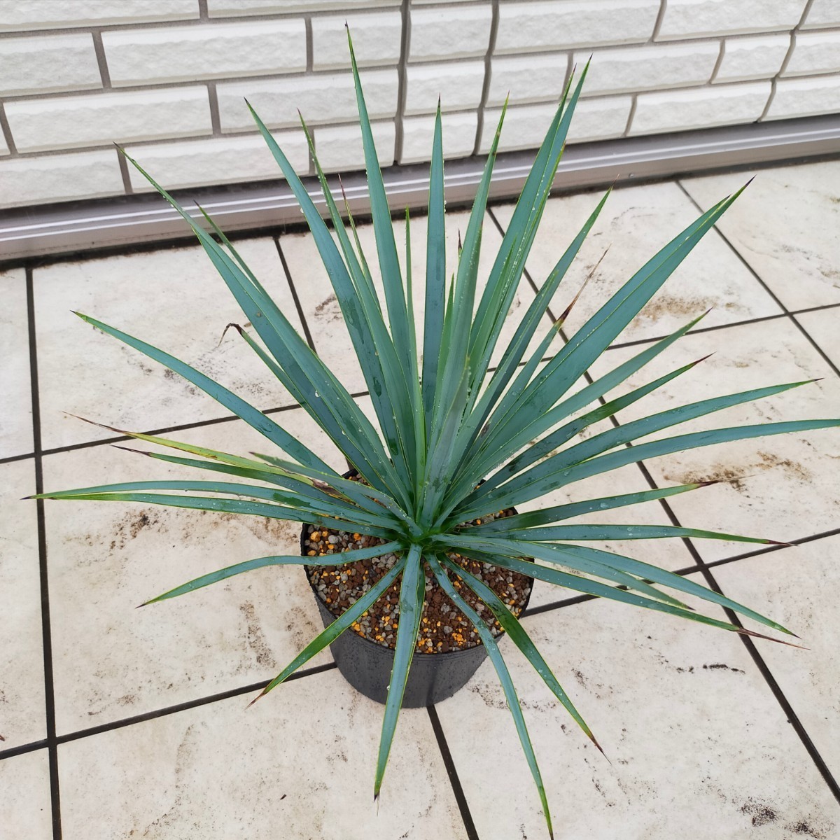 ユッカ 【リギダ】 | dubaihalal.ae