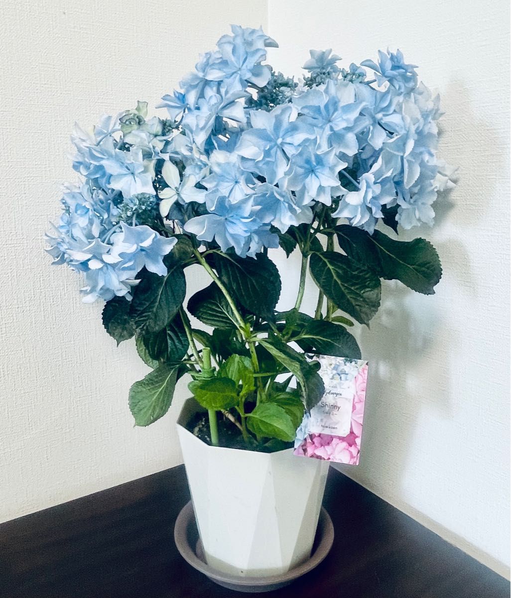 紫陽花 シャイニーブルー 5 5号鉢 3株寄せ植え|Yahoo!フリマ 紫陽花 シャイニーブルー 5 5号鉢 3株寄せ植え|Yahoo!フリマ