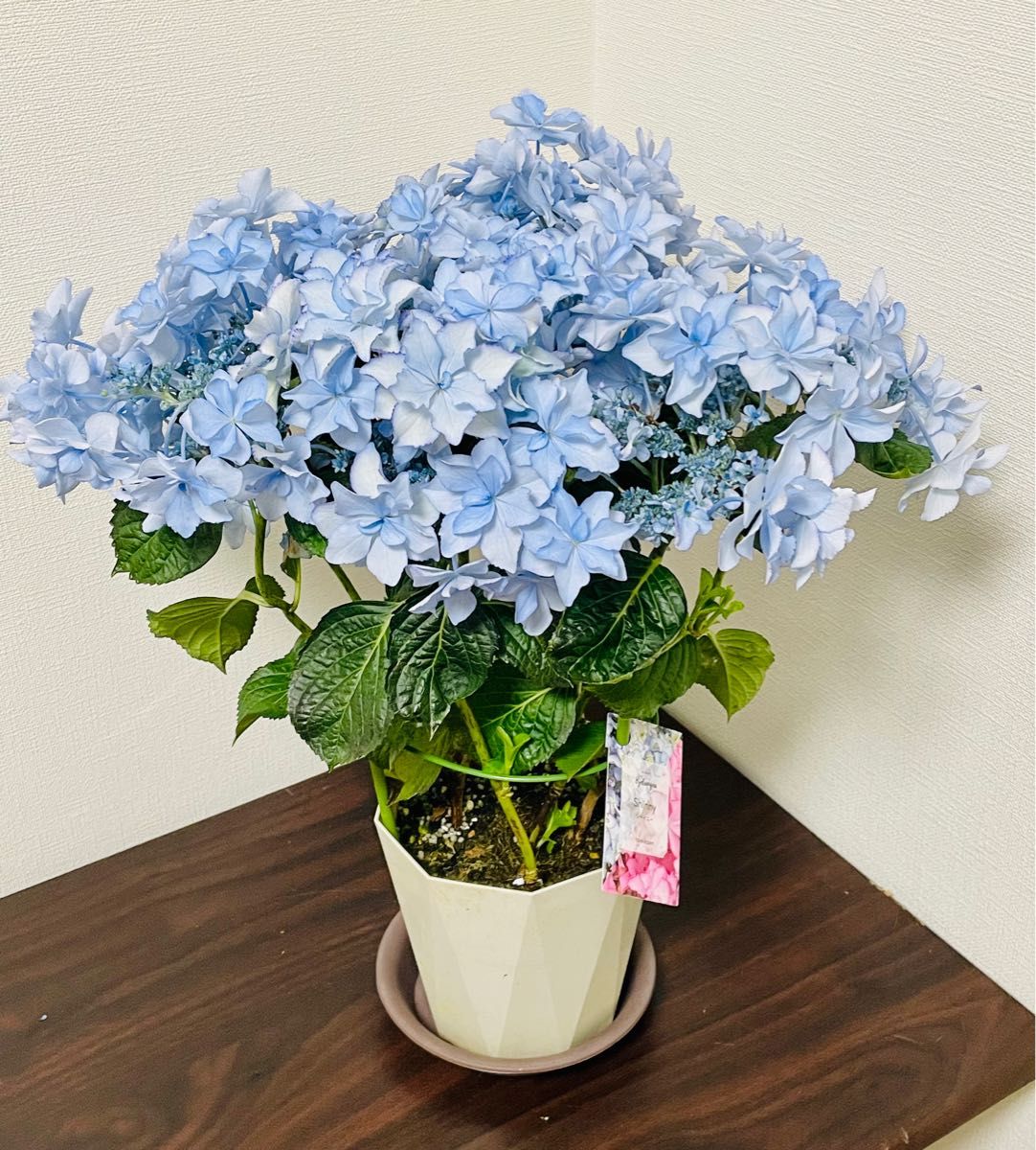 紫陽花 シャイニーブルー 5 5号鉢 3株寄せ植え|Yahoo!フリマ 紫陽花 シャイニーブルー 5 5号鉢 3株寄せ植え|Yahoo!フリマ