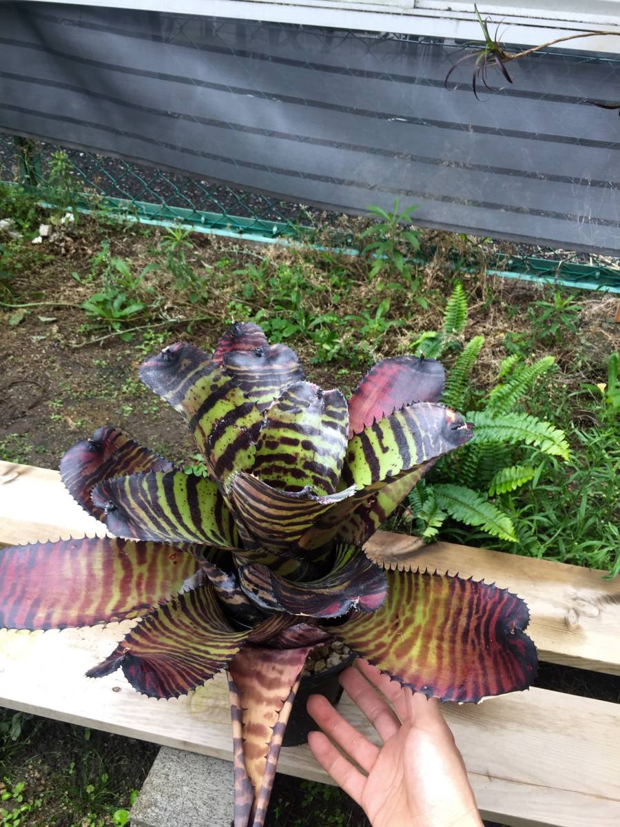  Neo rege rear karu Caro Don Tiger Neoregelia carcharodon Tiger