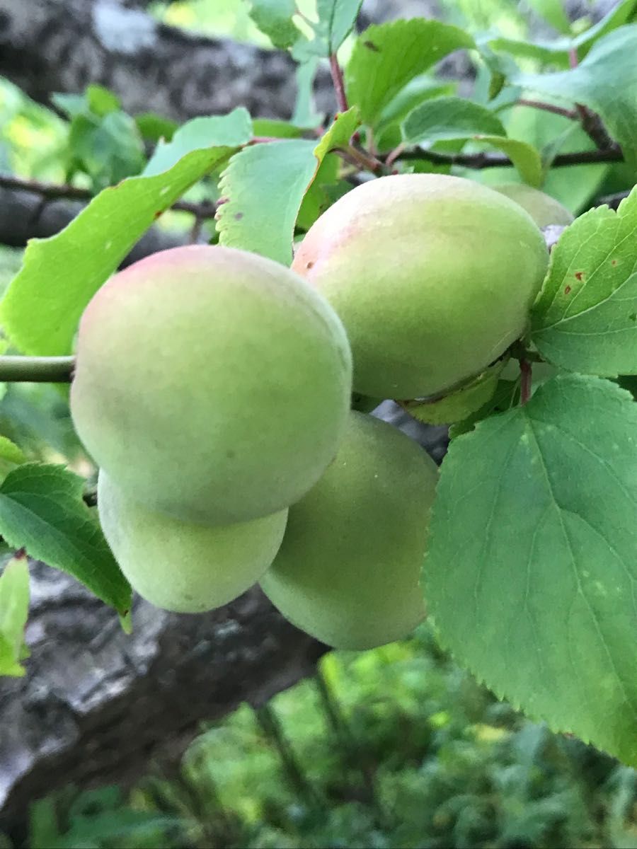 青梅 梅　ウメ　うめ　箱込み 約1kg 梅シロップ作りなどに