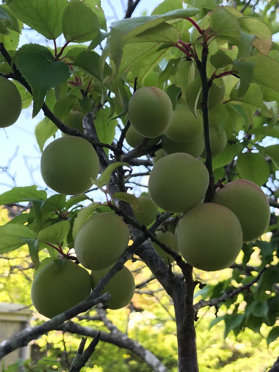 青梅 梅　ウメ　うめ　箱込み 約1kg 梅シロップ作りなどに