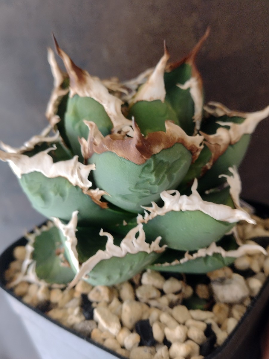 AGAVE TITANOTA 包心龍】LIZE株 special個体 希少 アガベ チタノタ