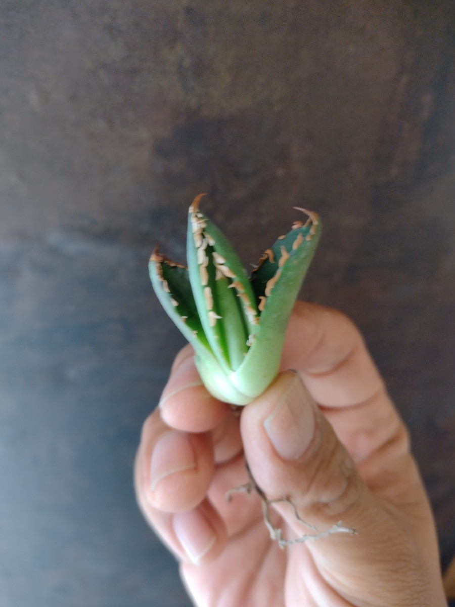 AGAVE TITANOTA 包心龍】LIZE株 special個体 希少 アガベ チタノタ 子株 AGAVE TITANOTA 包心龍】LIZE株 special個体 希少 アガベ チタノタ 子株