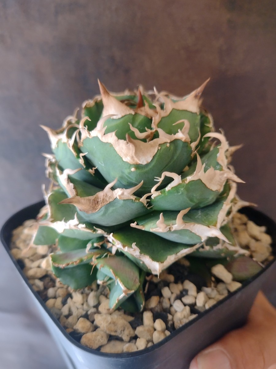 AGAVE TITANOTA 清桜】清櫻 アガベ チタノタ 子株 | normanhubbard.com