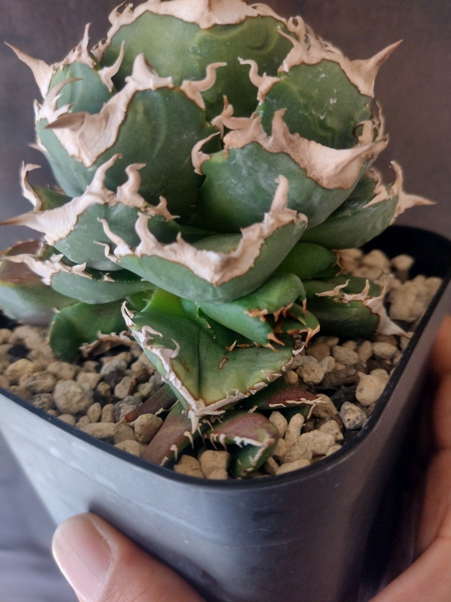 AGAVE TITANOTA 清桜】清櫻 アガベ チタノタ 子株 | normanhubbard.com