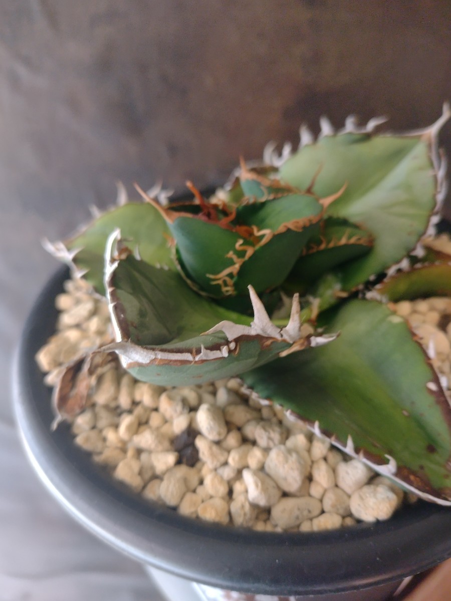 AGAVE TITANOTA ゴジラ】アガベ チタノタ 子株 | thehcac.org
