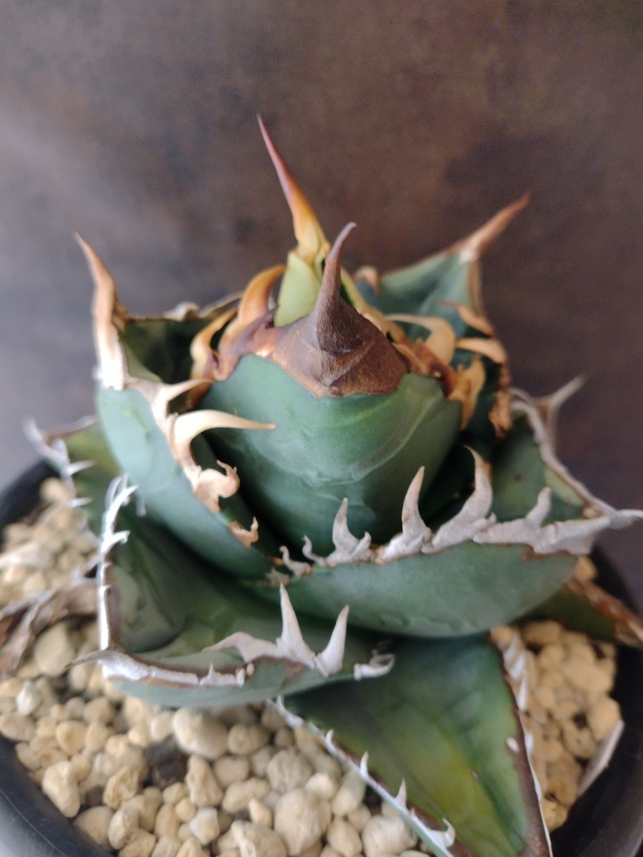AGAVE TITANOTA ゴジラ】アガベ チタノタ 子株 | top-chassis-belgium.be