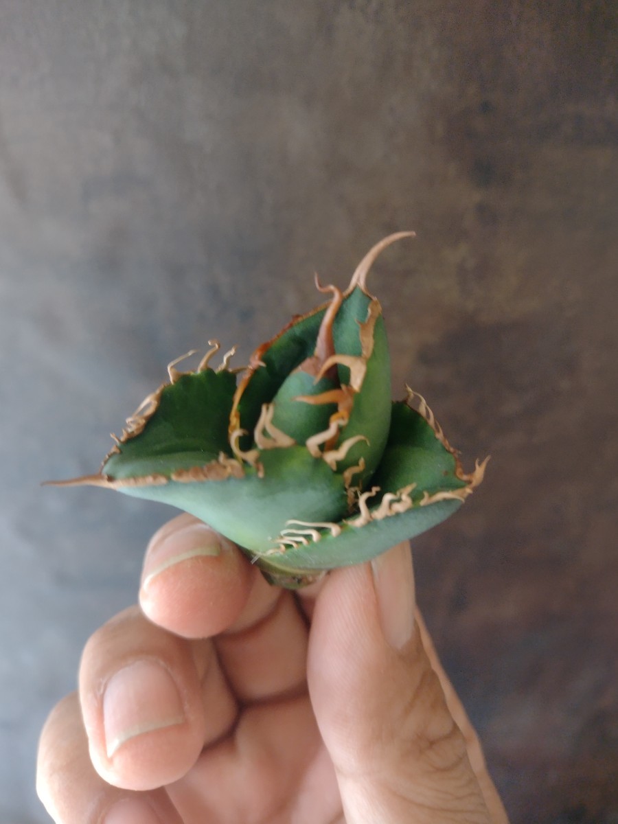 AGAVE TITANOTA ゴジラ】アガベ チタノタ 子株 | thehcac.org