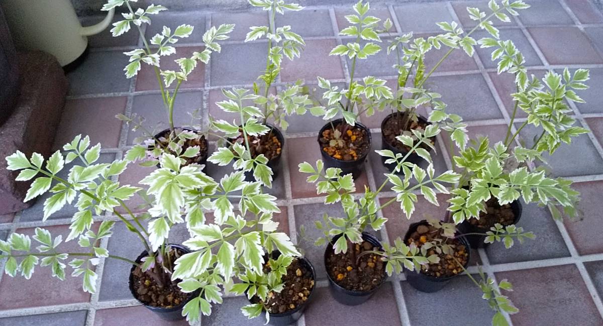 同梱ご依頼出品※ 宿根草・多年草6点【ポット苗×6】 日経トレンディ