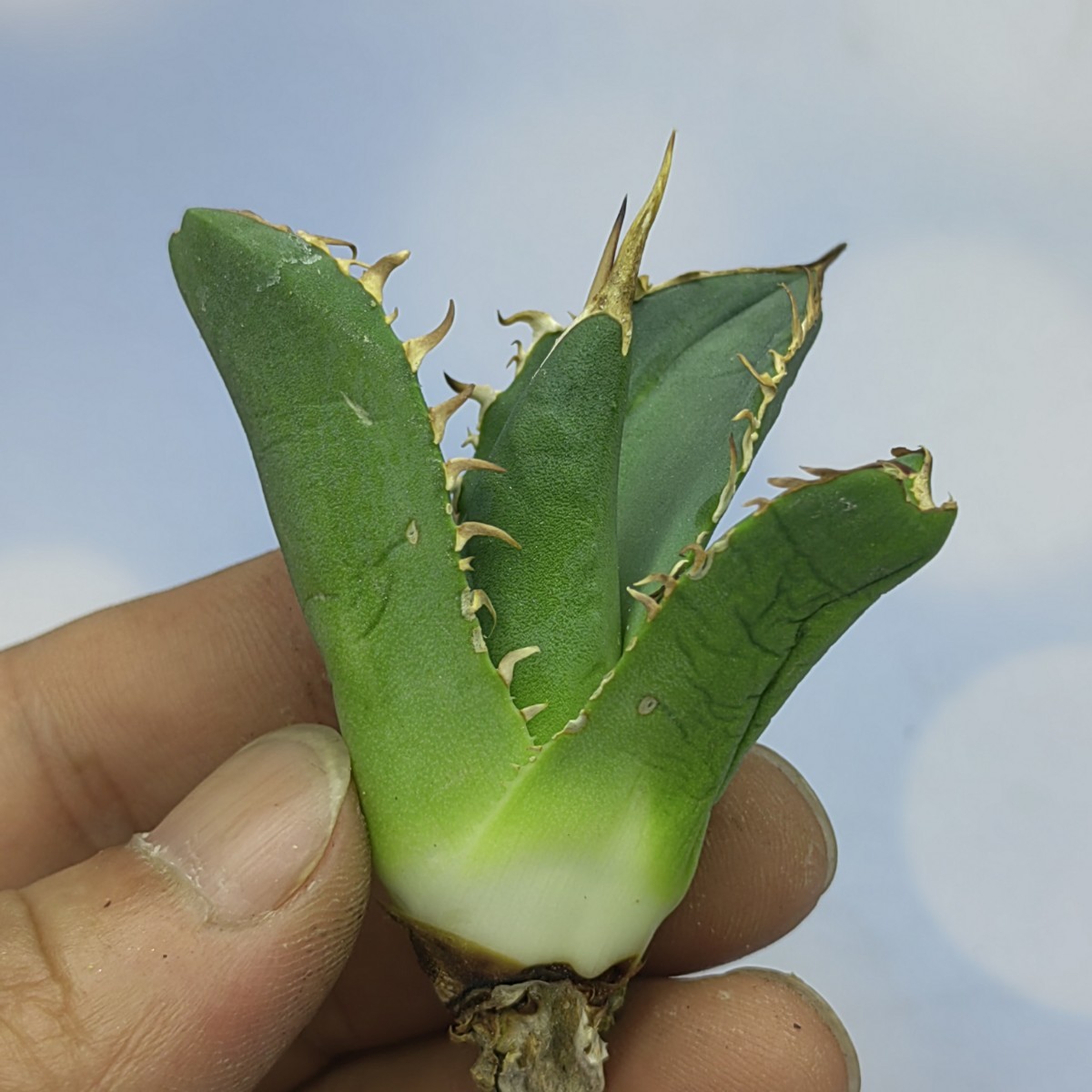 S-53アガベ チタノタ 緑犀牛Green rhino Agave titanota 極上 S-53アガベ チタノタ 緑犀牛Green rhino Agave titanota 極上