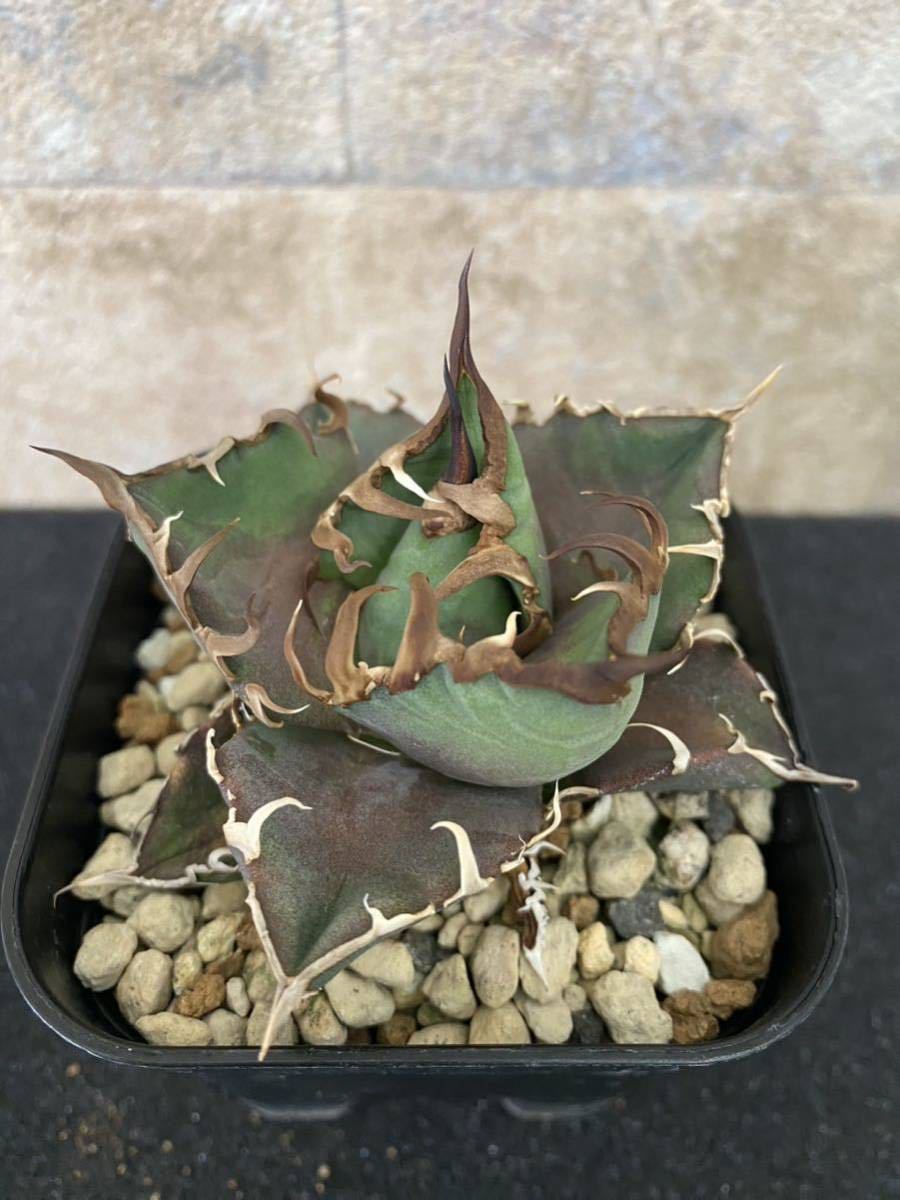 agave titanota Ceasar アガベ チタノタ シーザー 凱撒 (検:清櫻