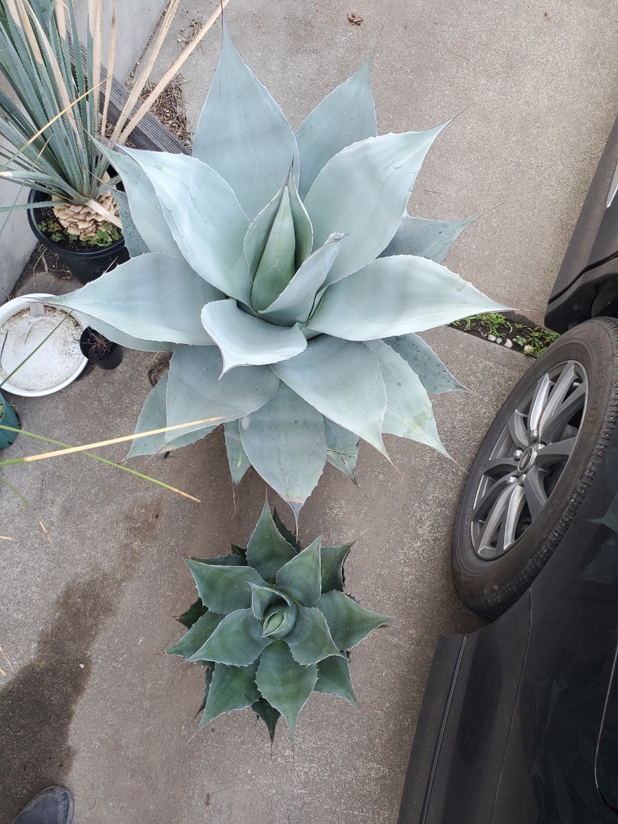 美種 1円スタート大株! アガベ オバティフォリア “ Agave 美種 1円スタート大株! アガベ オバティフォリア “ Agave