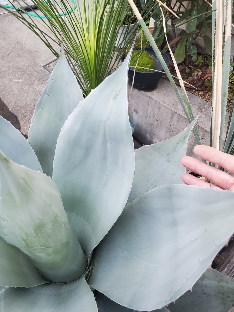 美種 1円スタート大株! アガベ オバティフォリア “ Agave 美種 1円スタート大株! アガベ オバティフォリア “ Agave