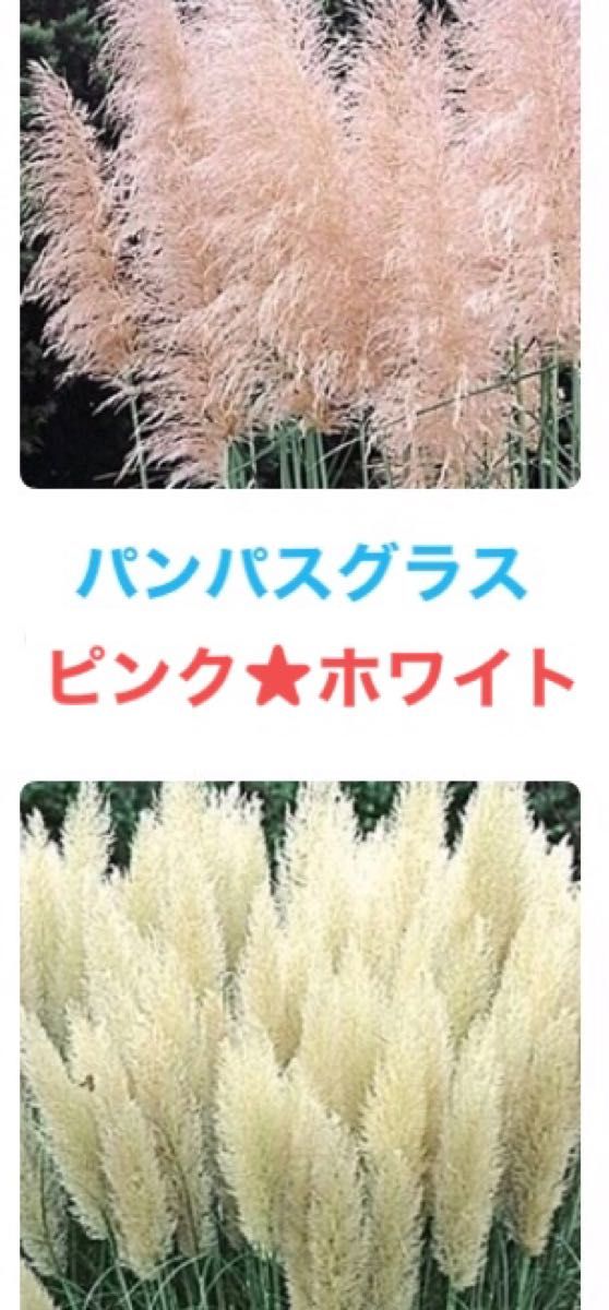 パンパスグラス苗 白 ピンク セット|PayPayフリマ