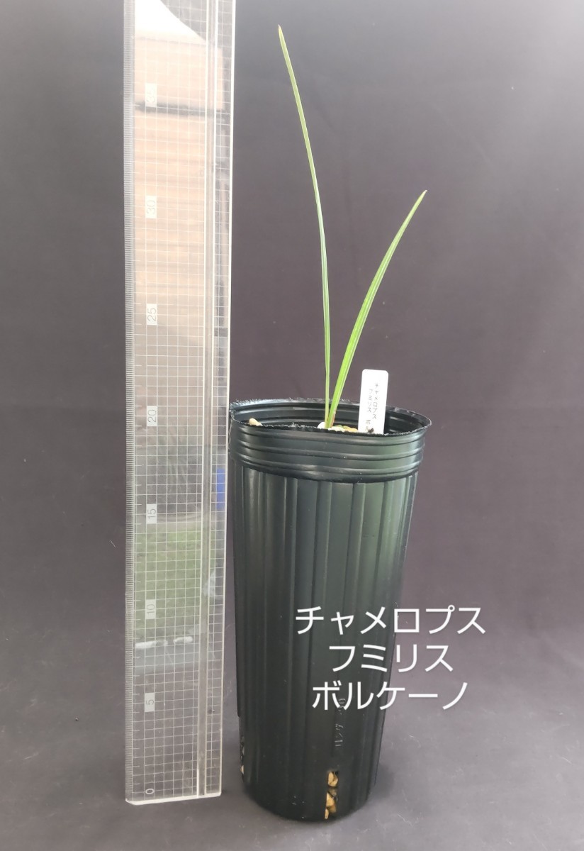 チャメロプス フミリス ボルケーノ 3号【Chamaerops humilis'Vulcano