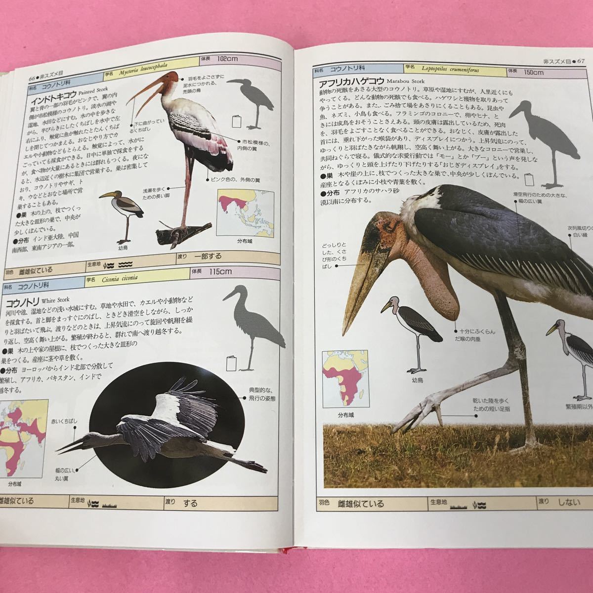 B08-053 地球の自然ハンドブック 完璧版 鳥の写真図鑑BIRDS 2003年8月1日第4刷発行 オールカラー世界の鳥800の画像3