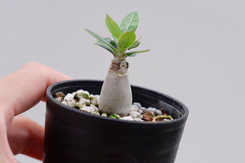2株セット】アデニウム ソマレンセ Adenium somalense | spss.com.sa